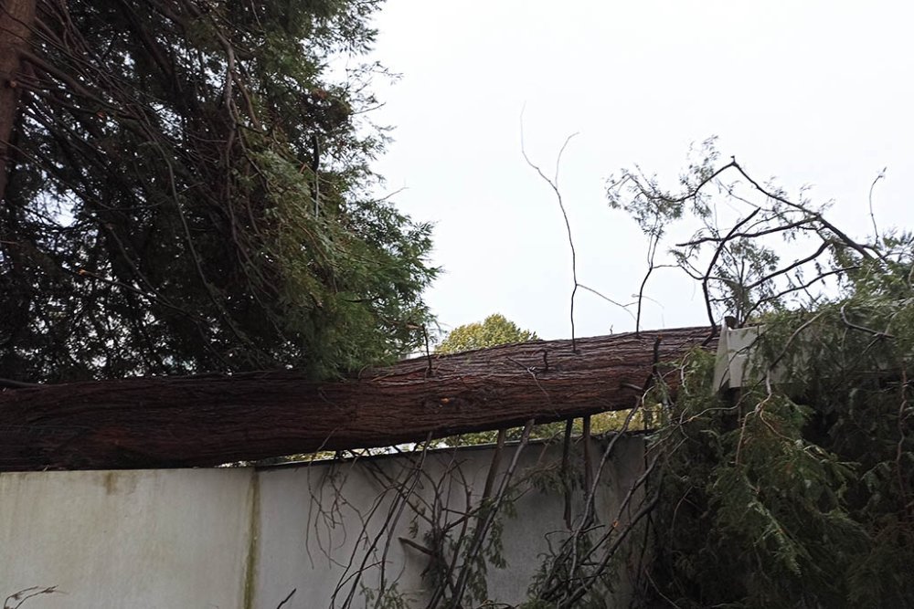 Tempête ciaran : le séquoia, plus que centenaire a cédé 
